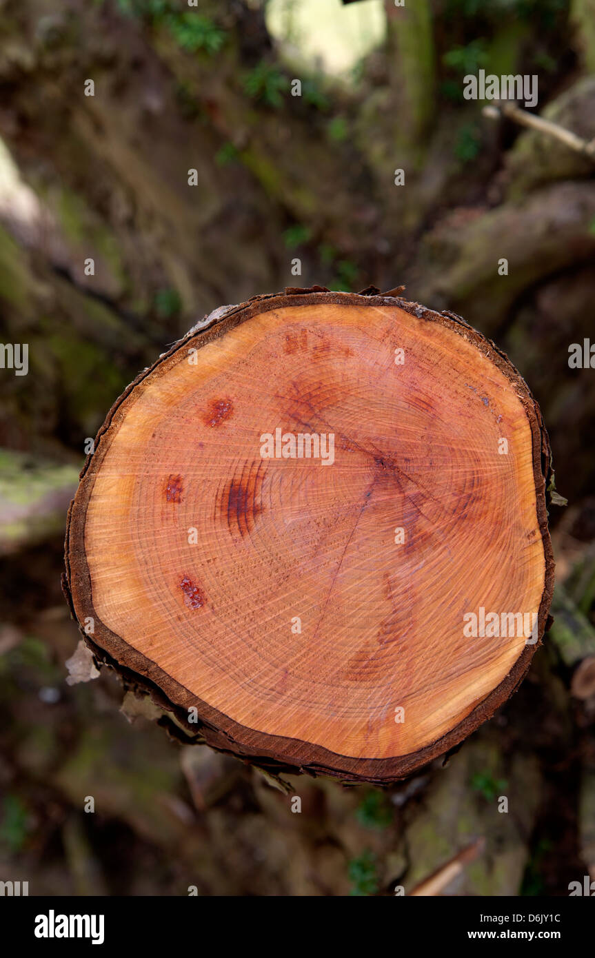 Cross-section of Yew tree branch Stock Photo