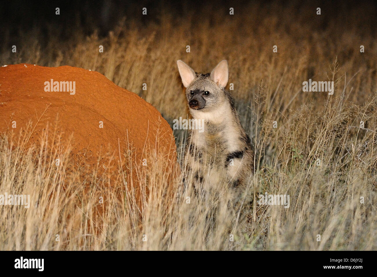Aardwolf Proteles cristata Photographed in the wild against termite mound in Northern Cape, South Africa Stock Photo