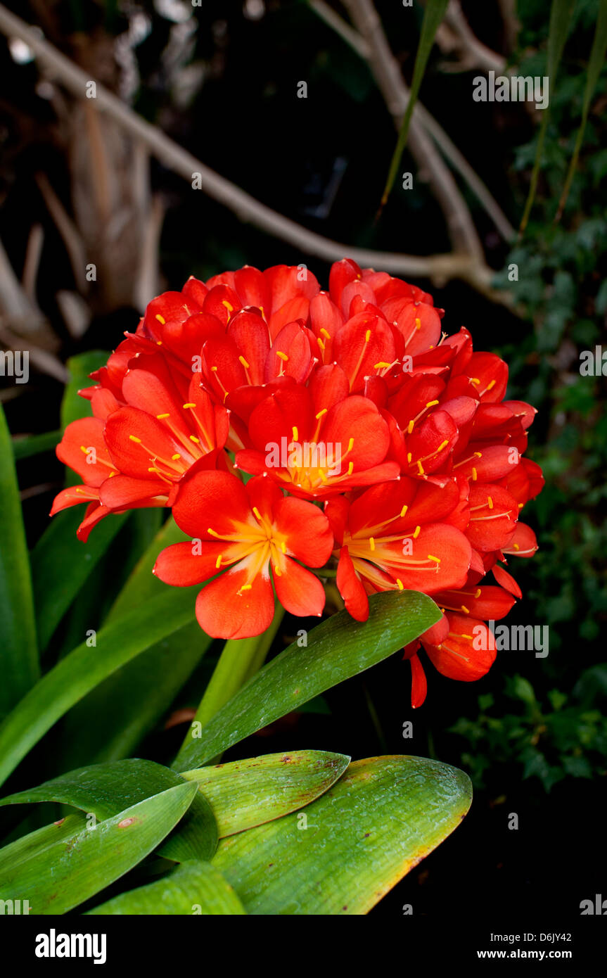 Clivia miniata (Bush Lily or Natal Lily) Stock Photo