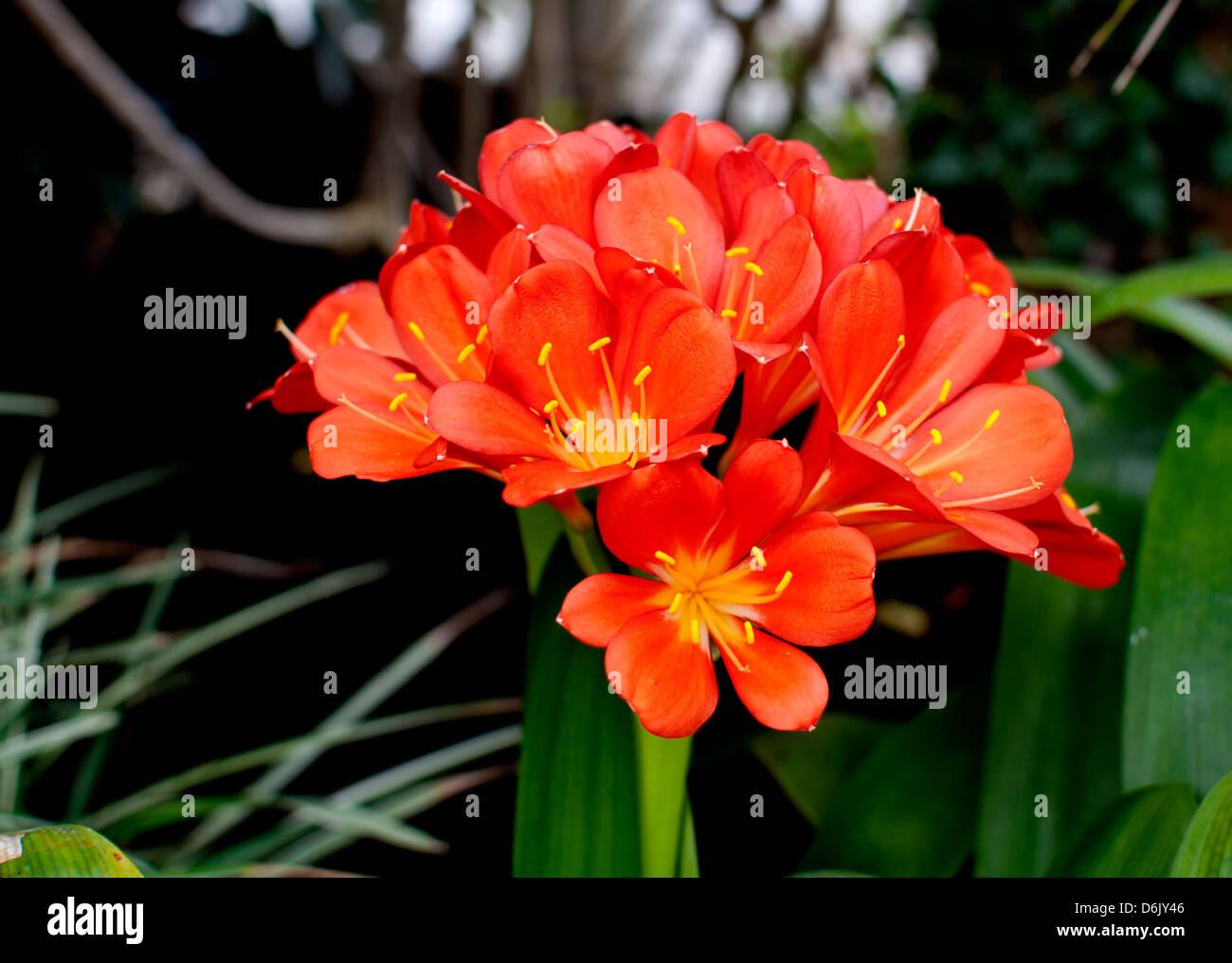 Clivia miniata (Bush Lily or Natal Lily) Stock Photo