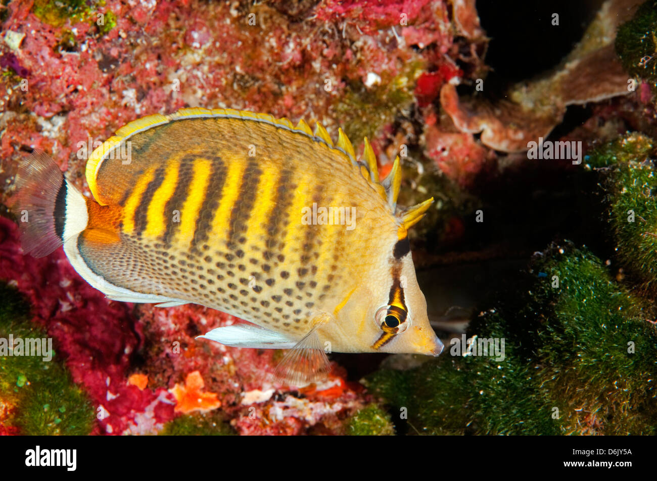 Spot banded butterflyfishes, Chaetodon punctatofasciatus, Sulawesi Indonesia Stock Photo