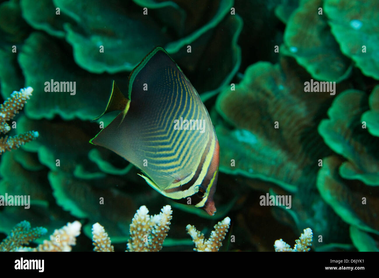 Eastern triangle butterflyfish, Chaetodon baronessa, Sulawesi Indonesia. Stock Photo