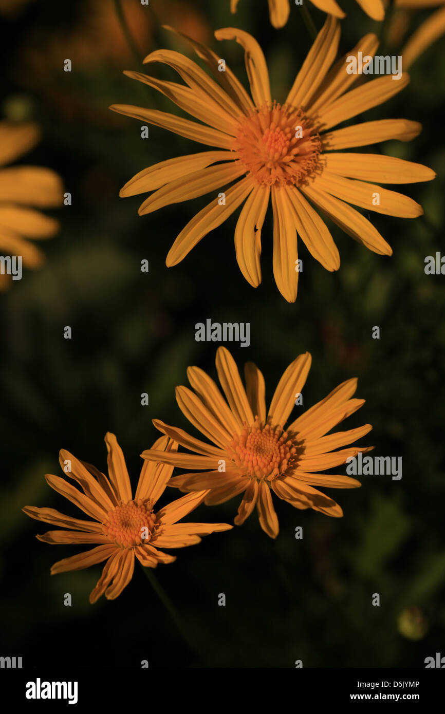 Euryops flowers in the sunset Stock Photo