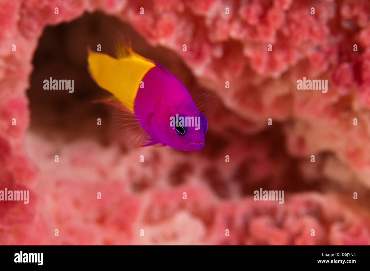 Royal dotyback, Pseudochromis paccagnellae, Sulawesi Indonesia Stock Photo