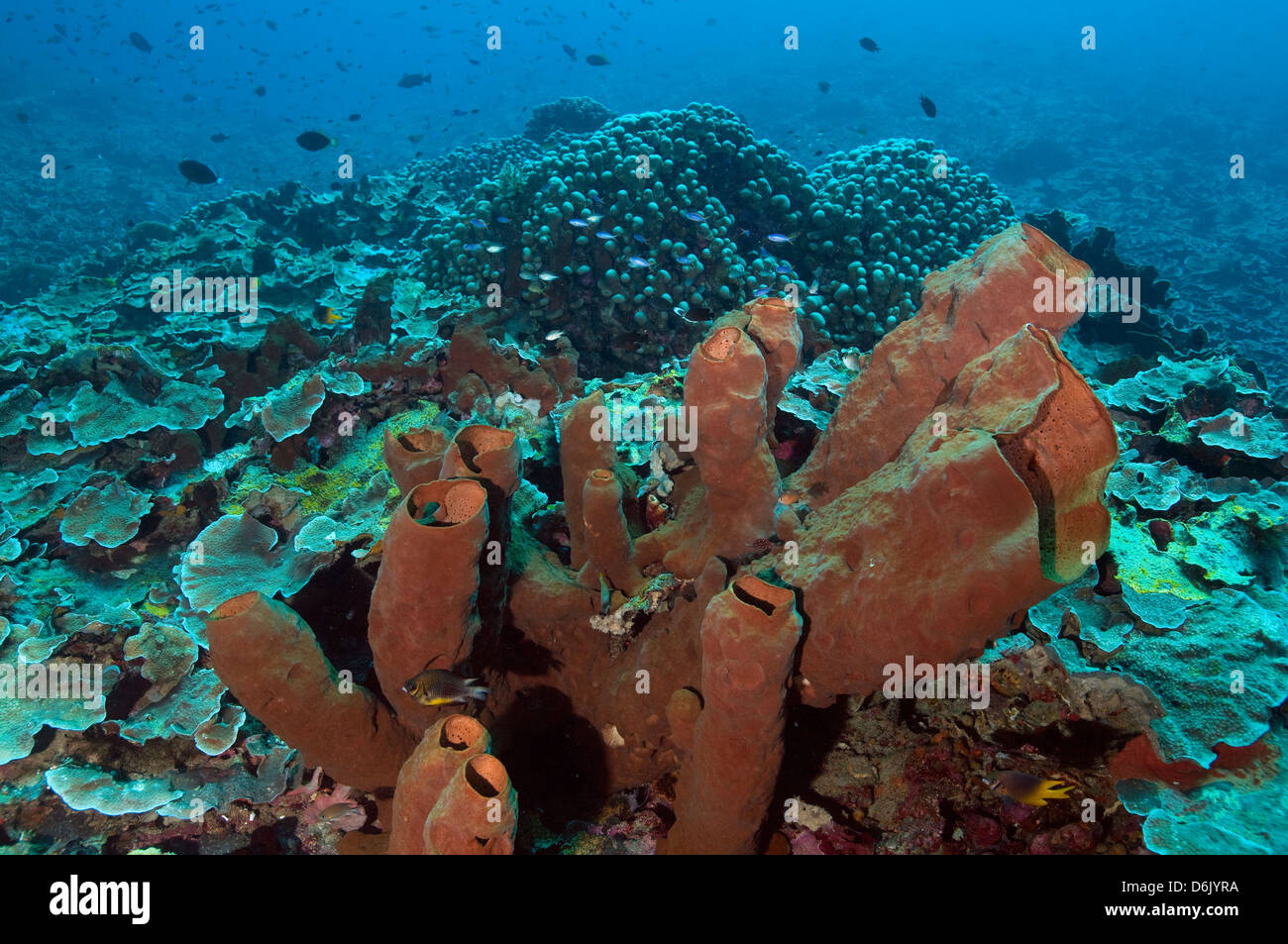 Reef scenic with giant tube sponges Sulawesi Indonesia Stock Photo Alamy
