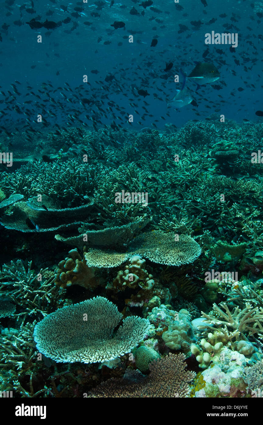 Reef healthy table corals acropora hi-res stock photography and images ...