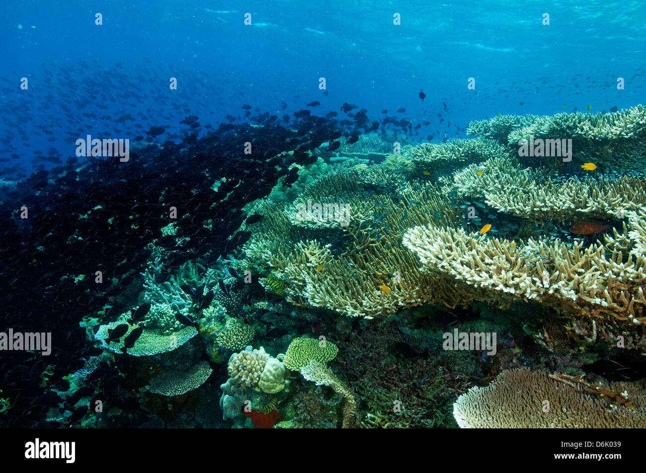 Reef scenic with Acropora hard corals and Black triggerfish, Melichthys niger, school Sulawesi Indonesia Stock Photo