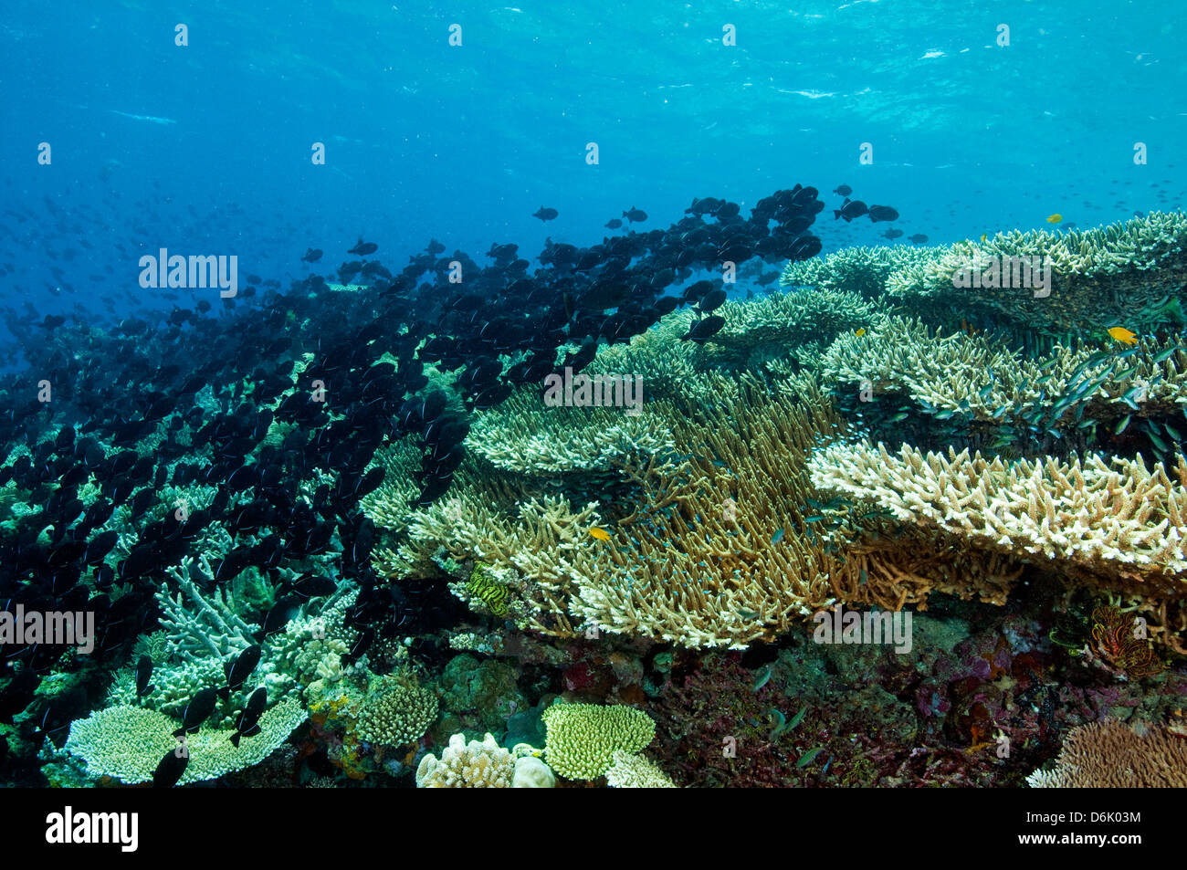 Reef scenic with Acropora hard corals and Black triggerfish, Melichthys niger, school Sulawesi Indonesia Stock Photo