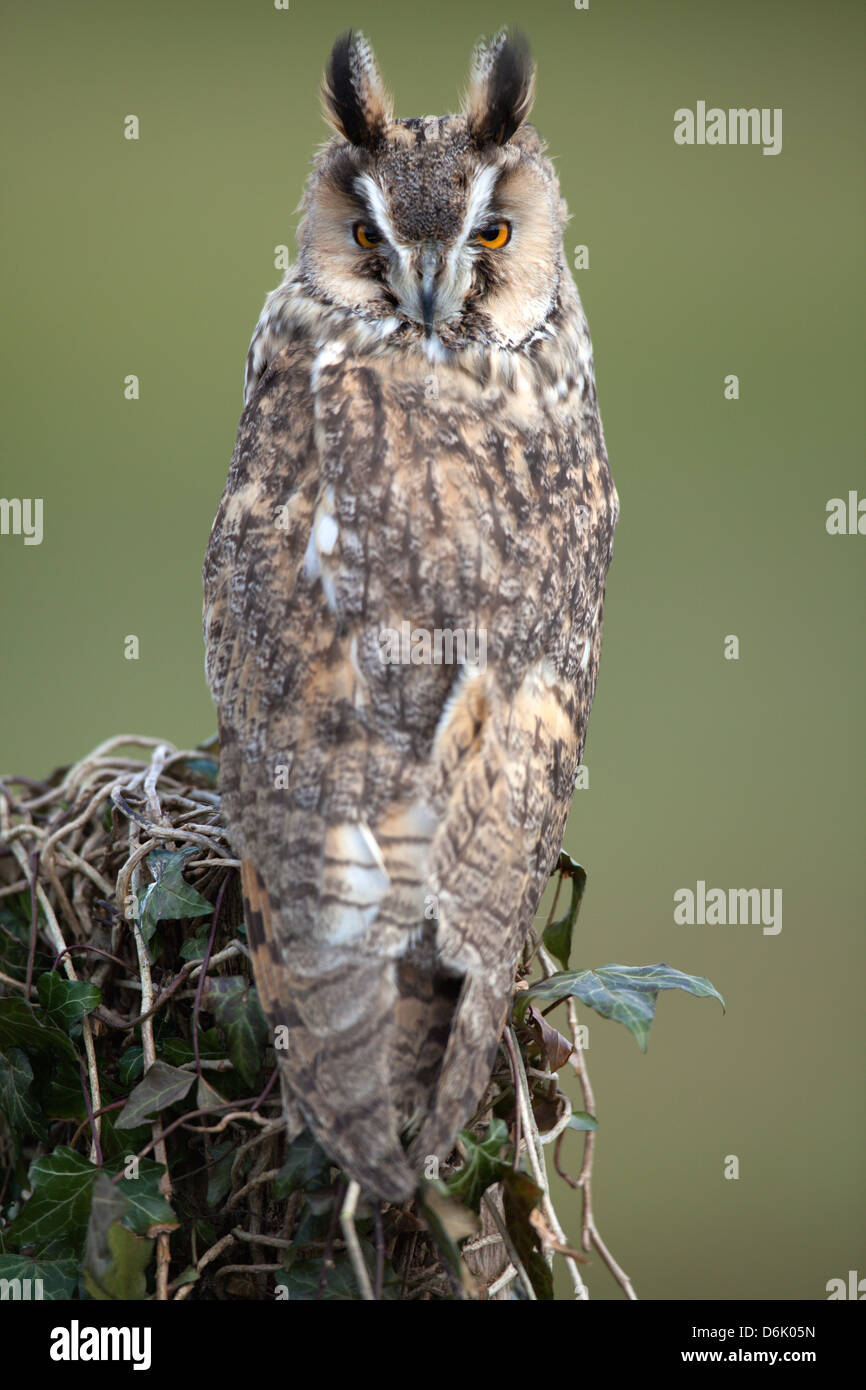 A portrait image of a Long Eared Owl Asio otus perched on a wooden stump. I(c) Stock Photo