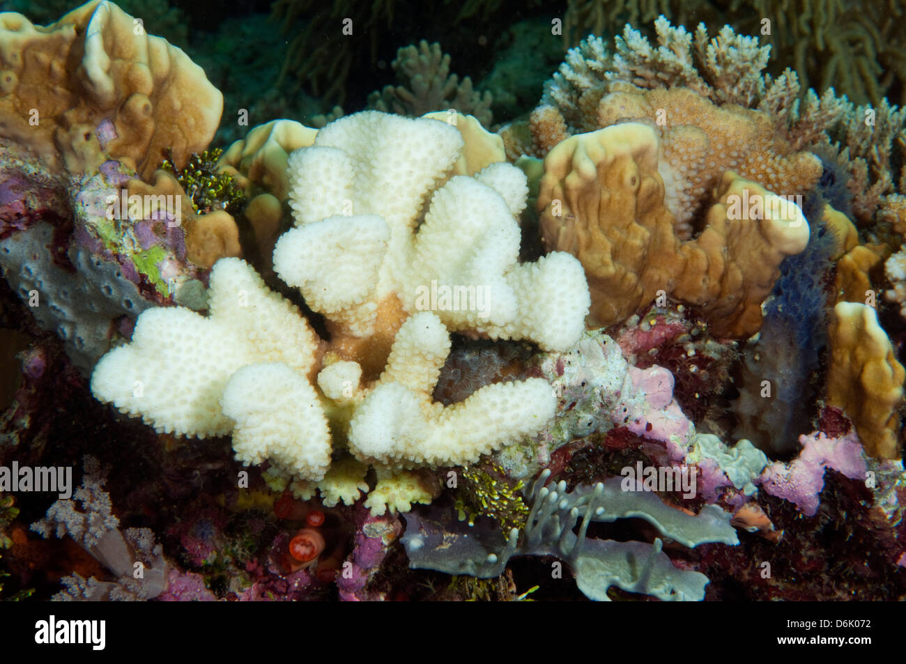 Bleaching hard corals due from high seawater temperatures Sulawesi Indonesia. Stock Photo