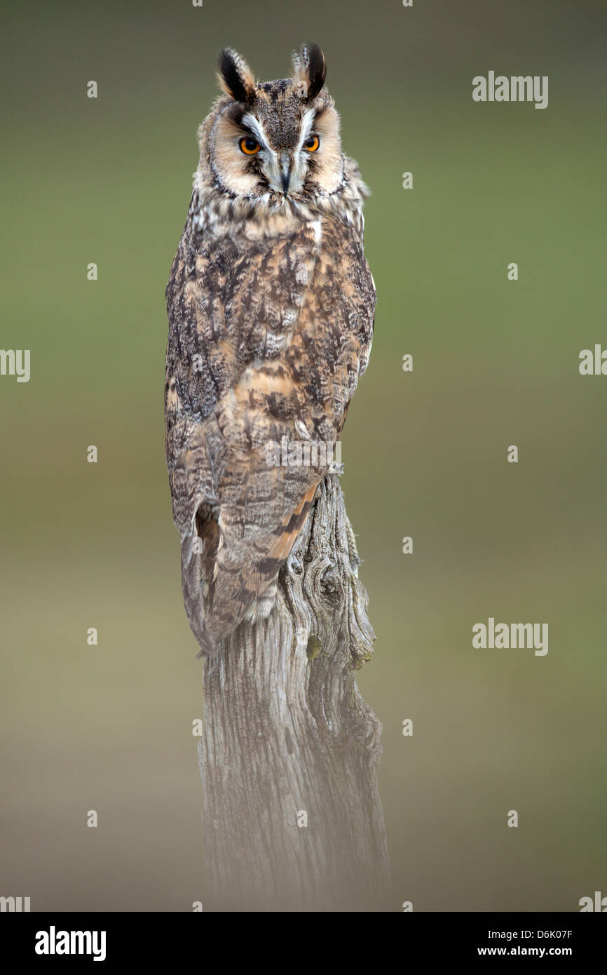 A portrait image of a Long Eared Owl Asio otus perched on a wooden stump. I(c) Stock Photo