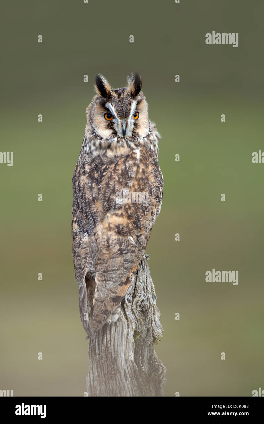 A portrait image of a Long Eared Owl Asio otus perched on a rotting wooden stump. Ideal as a front cover photograph(c) Stock Photo