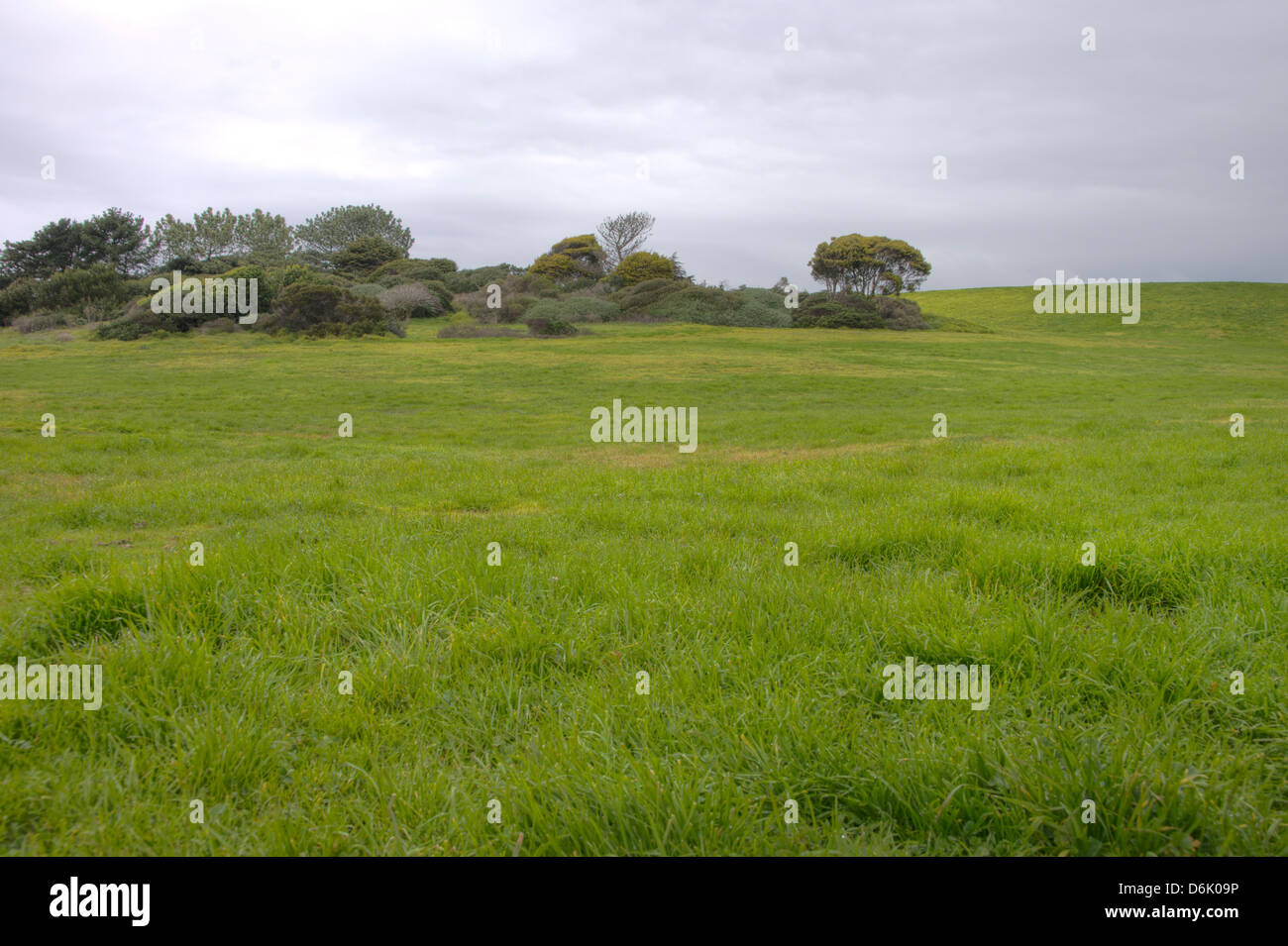 HDR image grassy meadow with trees and dramatic clouds Stock Photo