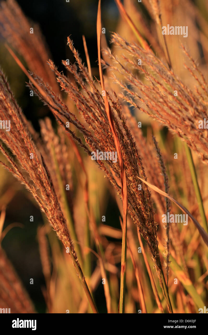 golden-miscanthus-sinensis-seeds-in-the-fall-garden-stock-photo-alamy