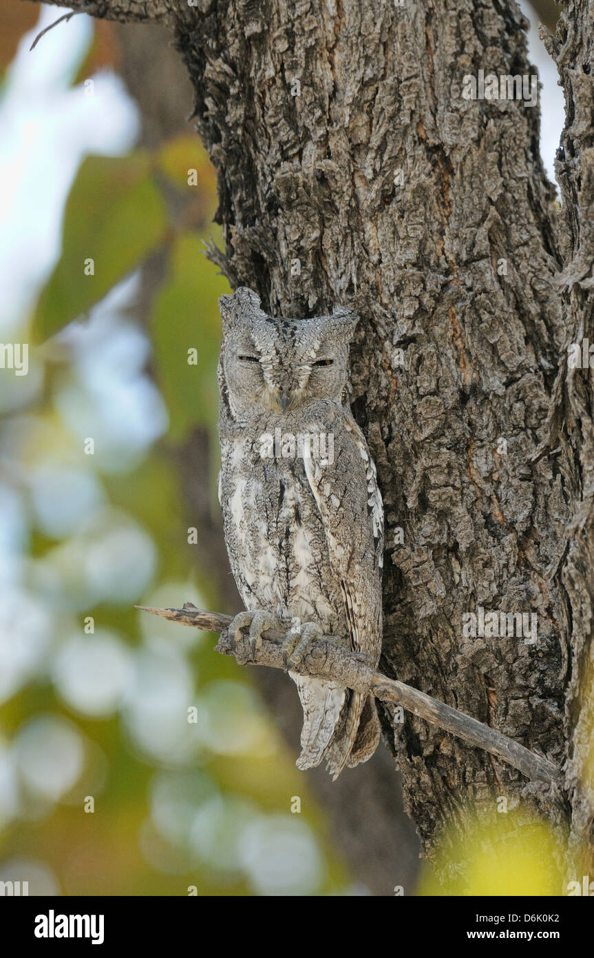 African Scops Owl Otus senegalensis Photographed in Kgalagadi National Park, South Africa Stock Photo