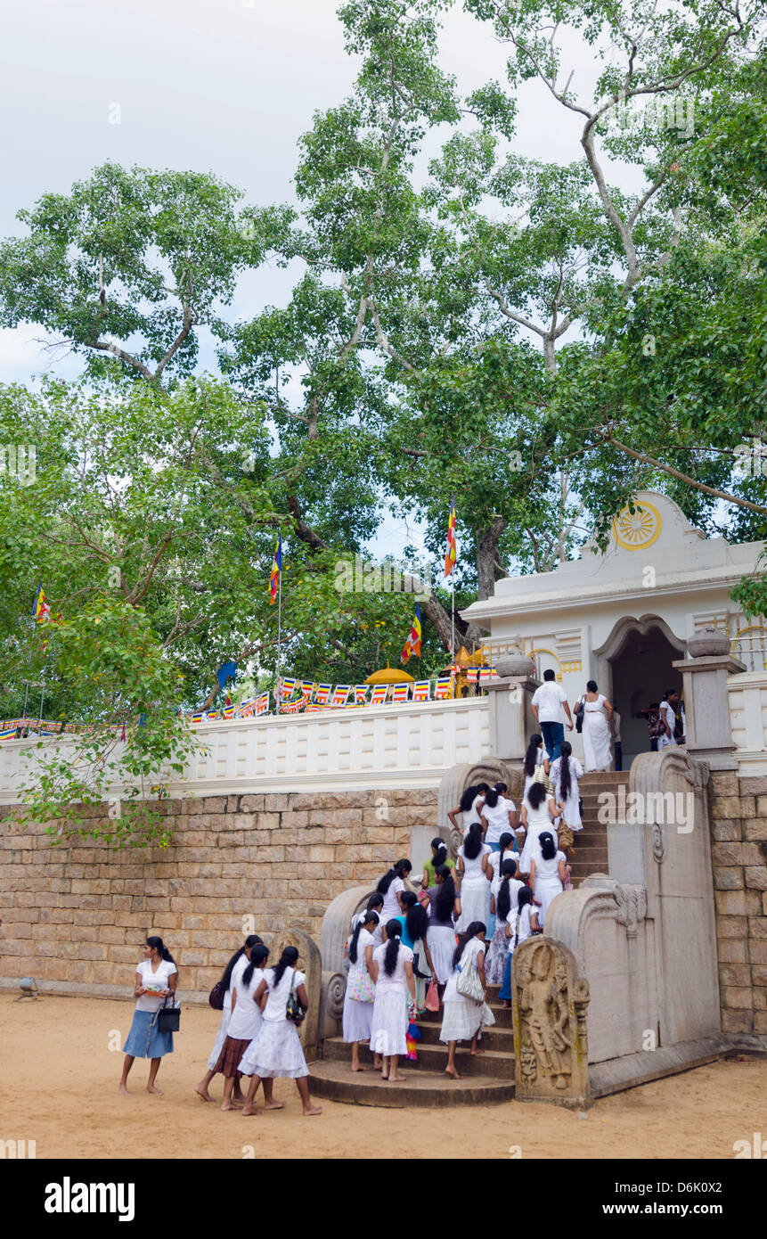 Buddhist pilgrims, Sri Maha Bodhi, UNESCO World Heritage Site, Anuradhapura, North Central Province, Sri Lanka Stock Photo