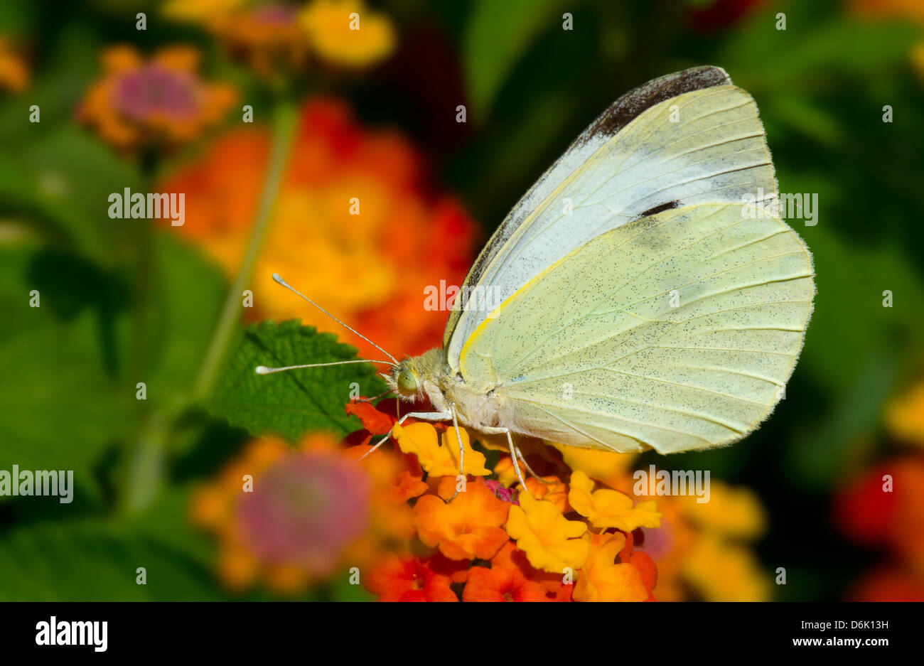 Large White or Cabbage White (Pieris brassicae) on a flower. Stock Photo