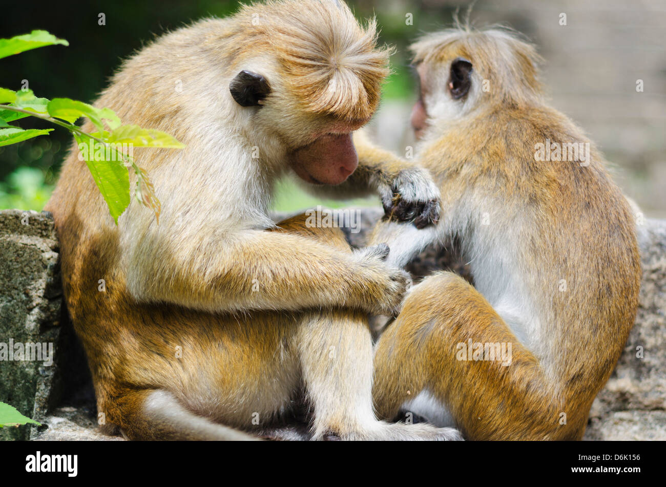 Tote macaque monkeys grooming at Dambulla, North Central Province, Sri Lanka, Asia Stock Photo