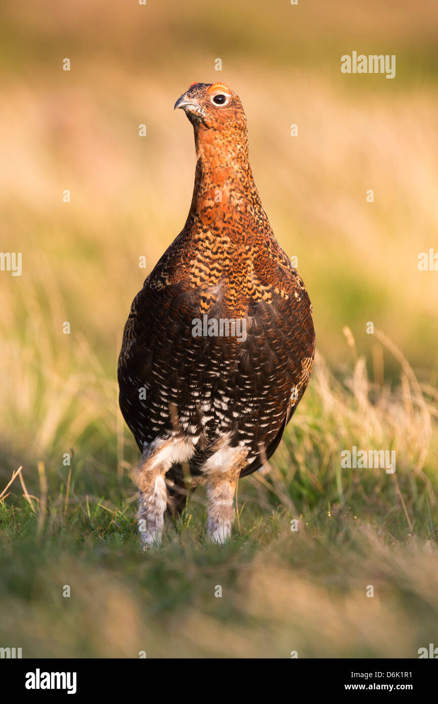 Red grouse (Lagopus lagopus) male, County Durham, England, United Kingdom, Europe Stock Photo