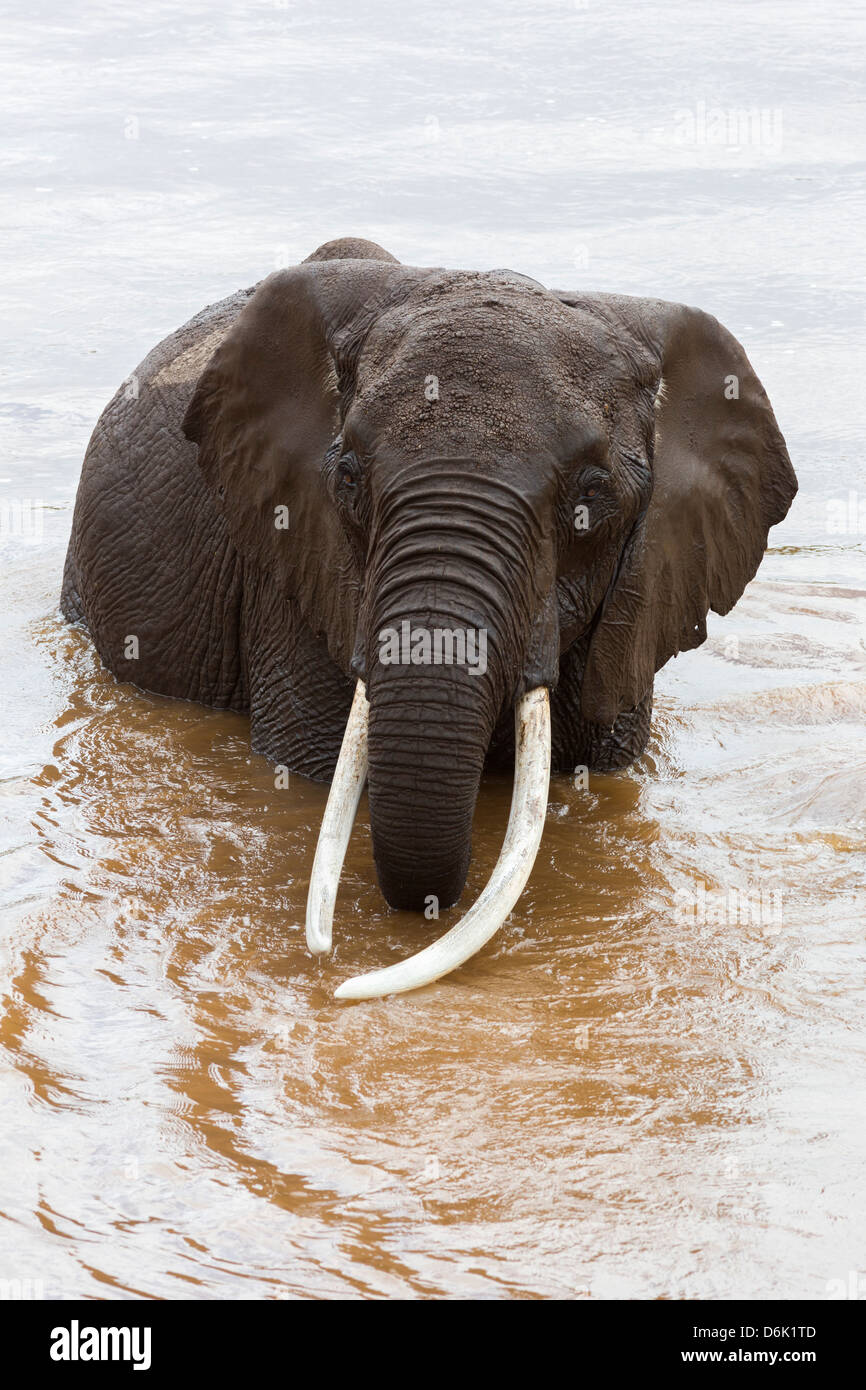 Elephant (Loxodonta africana) in the river, Masai Mara National Reserve, Kenya, East Africa, Africa Stock Photo