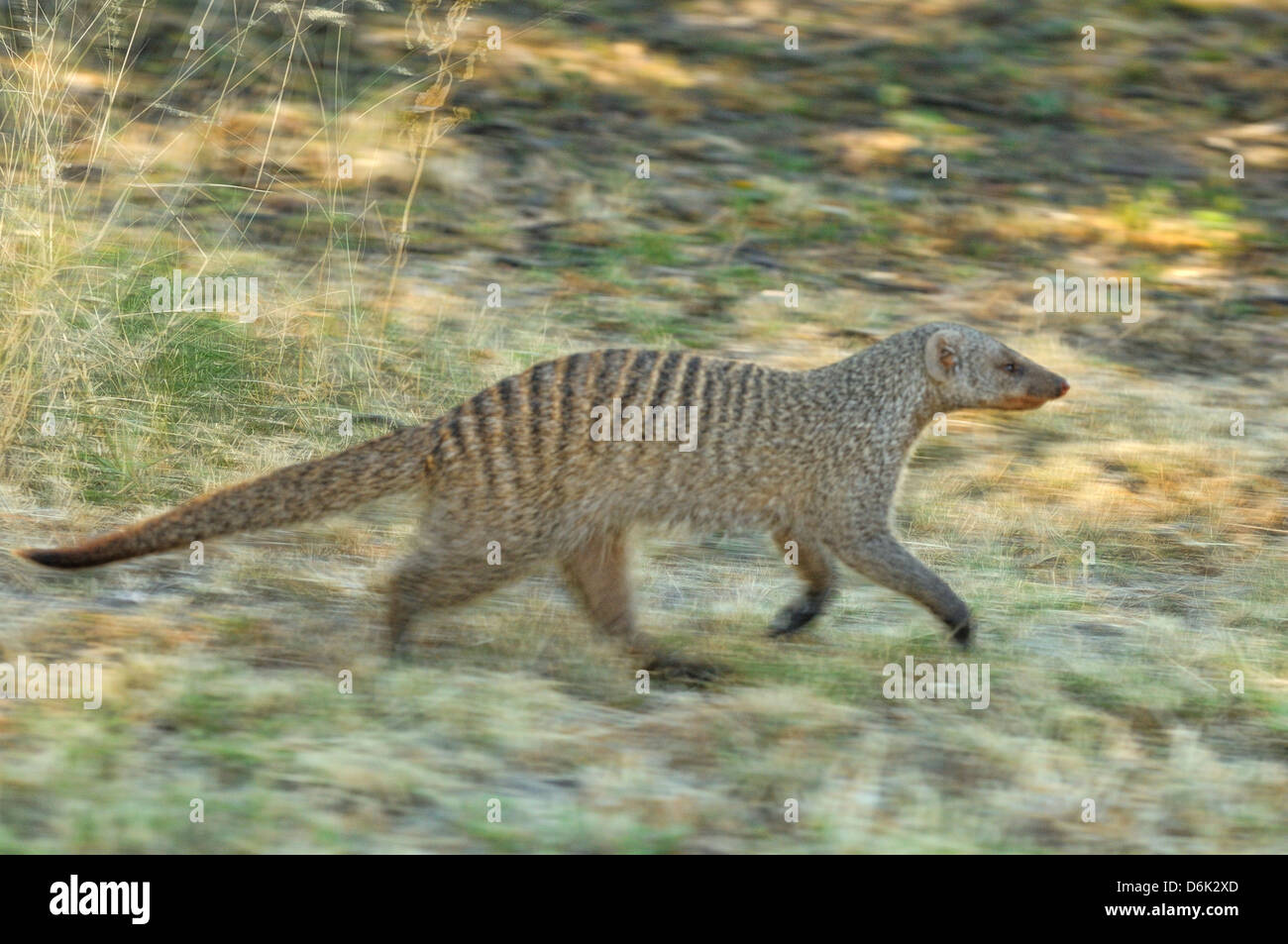 Banded Mongoose Mungos mungo Movement blur Photographed in Etosha National Park, Namibia Stock Photo