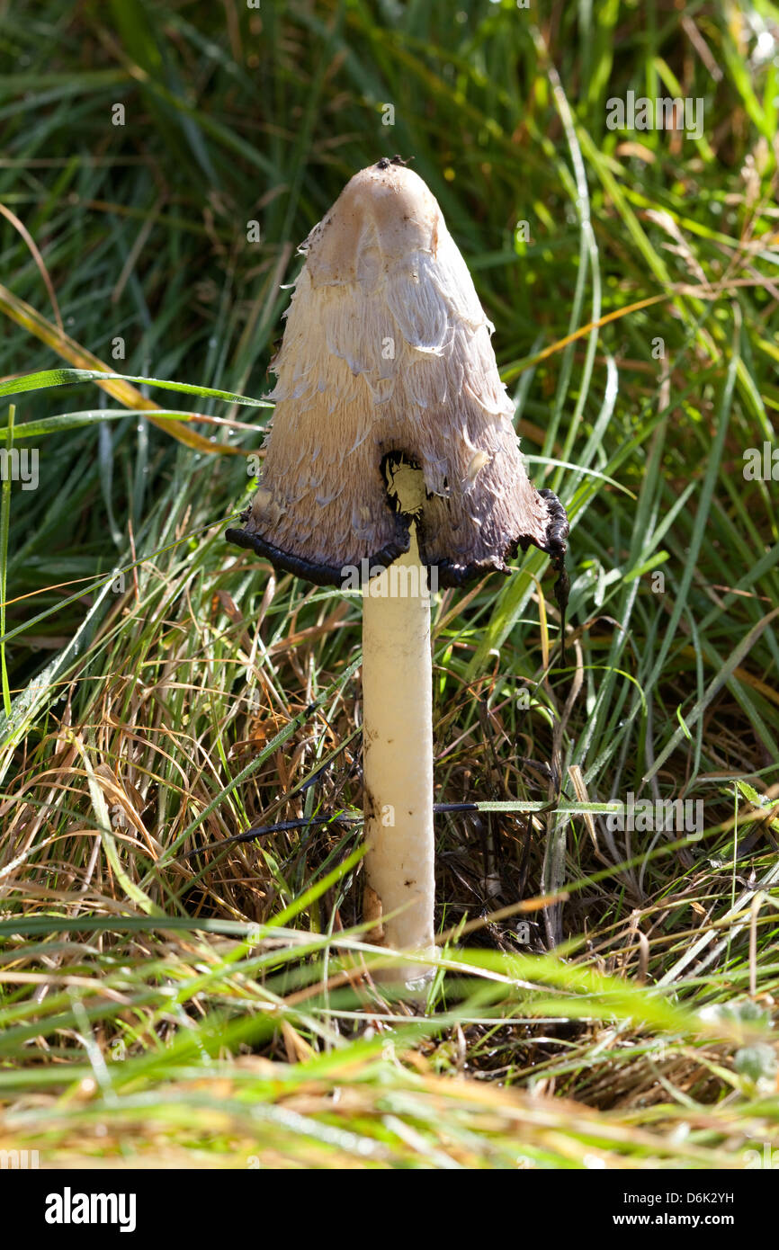 Shaggy Ink Cap fungus Coprinus comatus Stock Photo - Alamy