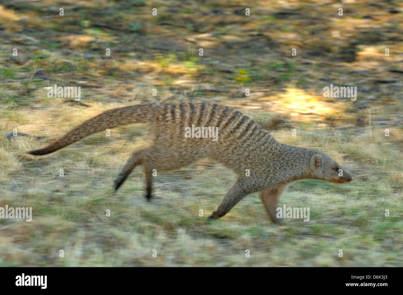 Banded Mongoose Mungos mungo Movement blur Photographed in Etosha National Park, Namibia Stock Photo