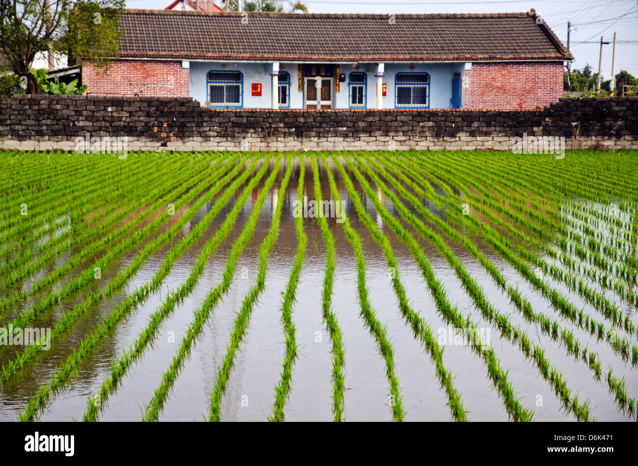 Rice Growing In Front Of Old Traditional Taiwanese House Taiwan Stock