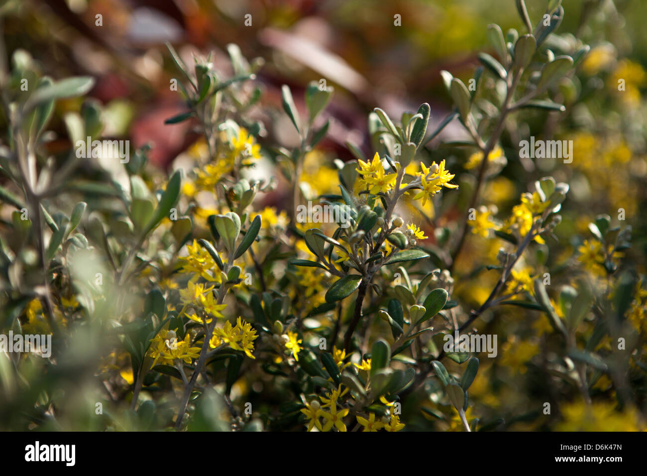 corokia virgata yellow flowers in the spring garden Stock Photo