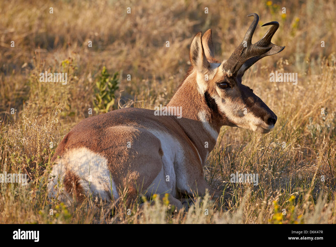 Pronghorn (Antilocapra americana) buck, Custer State Park, South Dakota, United States of America, North America Stock Photo