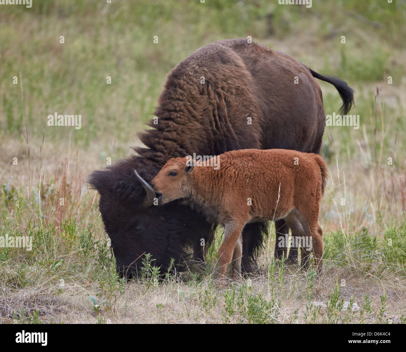 Bison (Bison bison) calf playing with its mother, Custer State Park ...