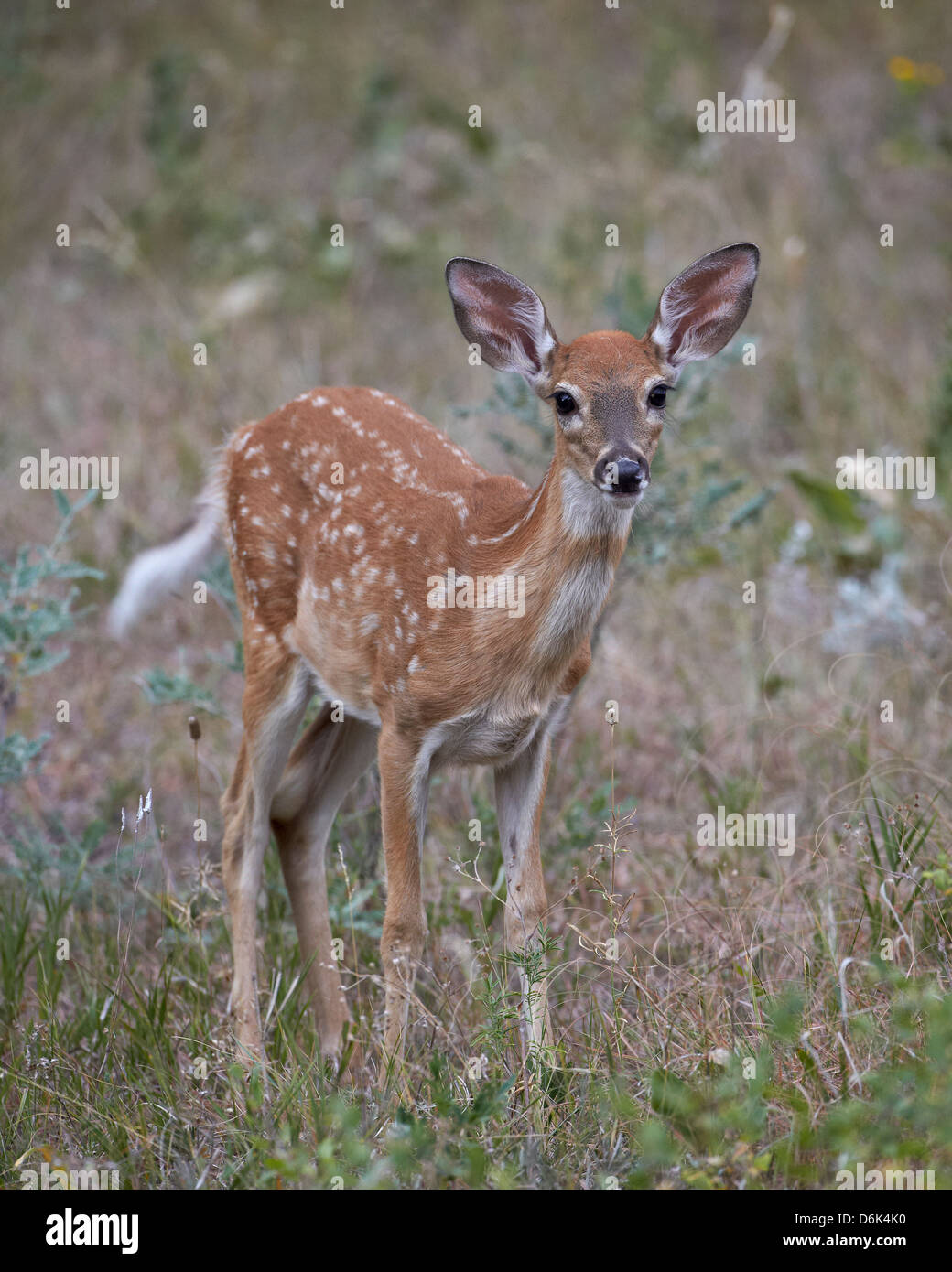 White-tailed deer (whitetail deer) (Virginia deer) (Odocoileus virginianus) fawn, Custer State Park, South Dakota, USA Stock Photo