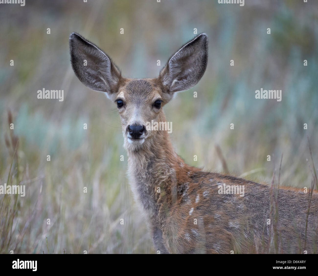 Young mule deer (Odocoileus hemionus), Custer State Park, South Dakota, United States of America, North America Stock Photo