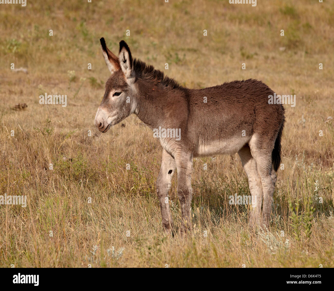 Young wild burro (donkey) (Equus asinus) (Equus africanus asinus), Custer State Park, South Dakota, USA Stock Photo