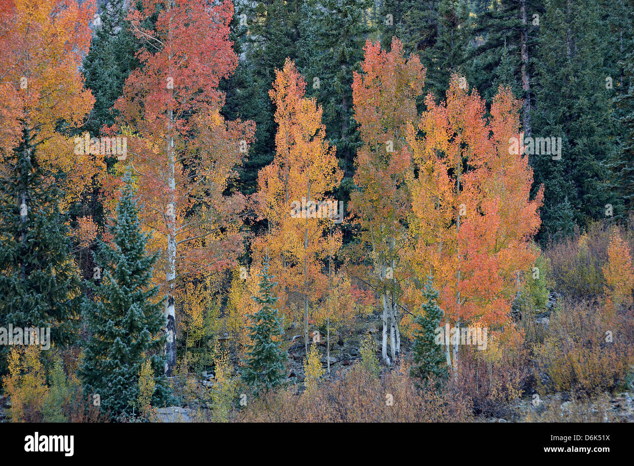 Orange aspens in the fall, San Juan National Forest, Colorado, United States of America, North America Stock Photo