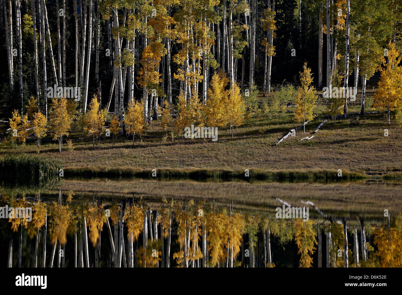 Yellow aspens among evergreens in the fall reflected in a lake
