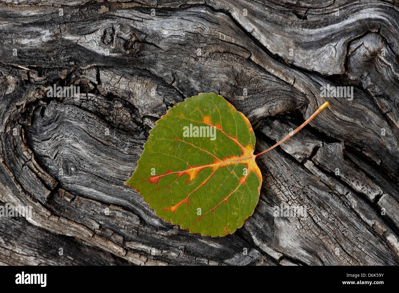 Aspen leaf turning red, orange, and yellow, Uncompahgre National Forest, Colorado, United States of America, North America Stock Photo