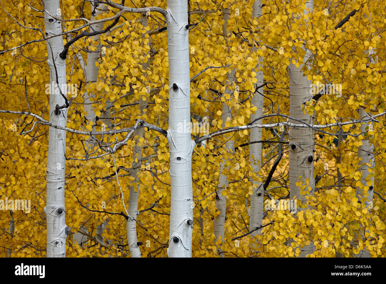 Aspen trunks among yellow leaves, Uncompahgre National Forest, Colorado, United States of America, North America Stock Photo