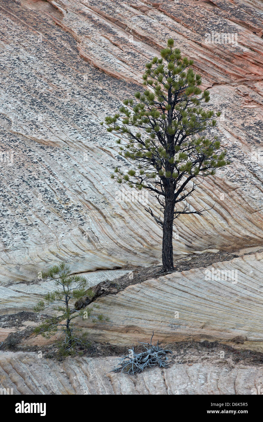 Pine tree growing on a sandstone ledge, Zion National Park, Utah