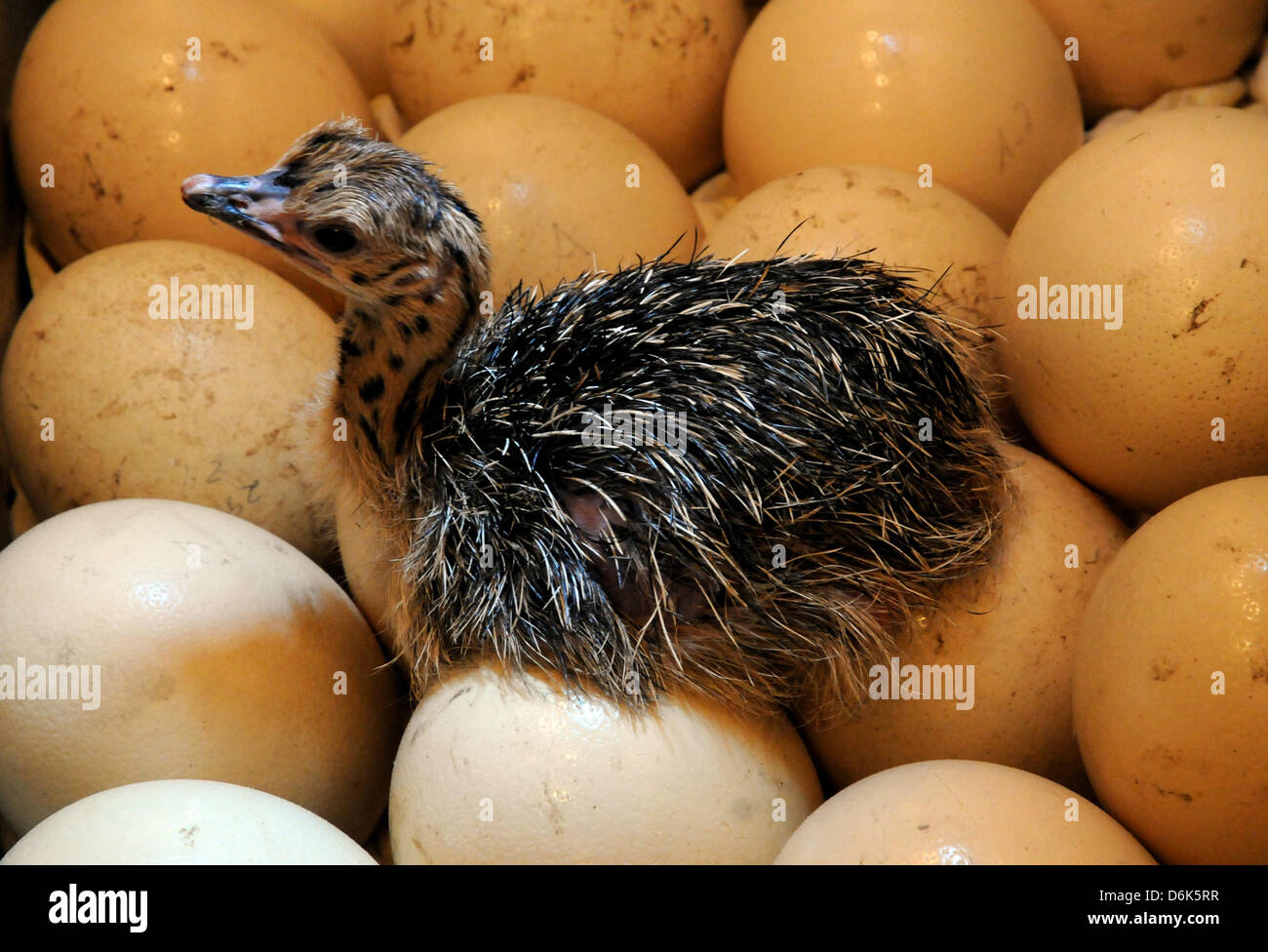 Ostereier XXL Ein gerade geschlüpftes Straußenkücken liegt in der Brutkiste auf dem Straußenhof Ostereier XXL Ein gerade geschlüpftes Straußenkücken liegt in der Brutkiste auf dem Straußenhof