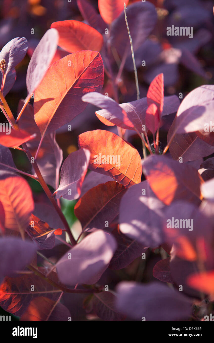close and translucent red Cotinus coggygria leafs in the summer garden Stock Photo