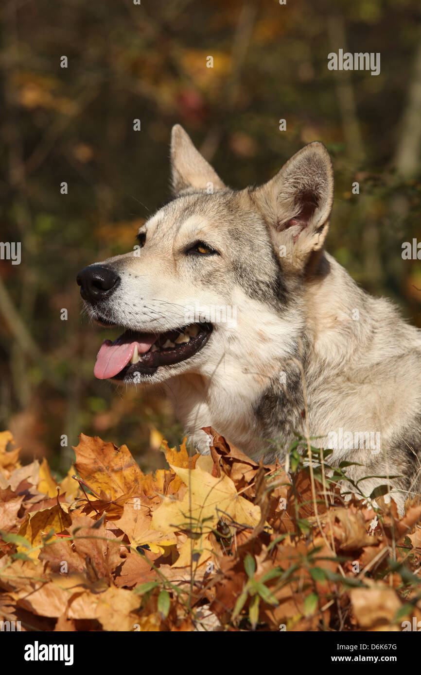 Portrait of Saarloos Wolfhound in colorful autumn leaves Stock Photo