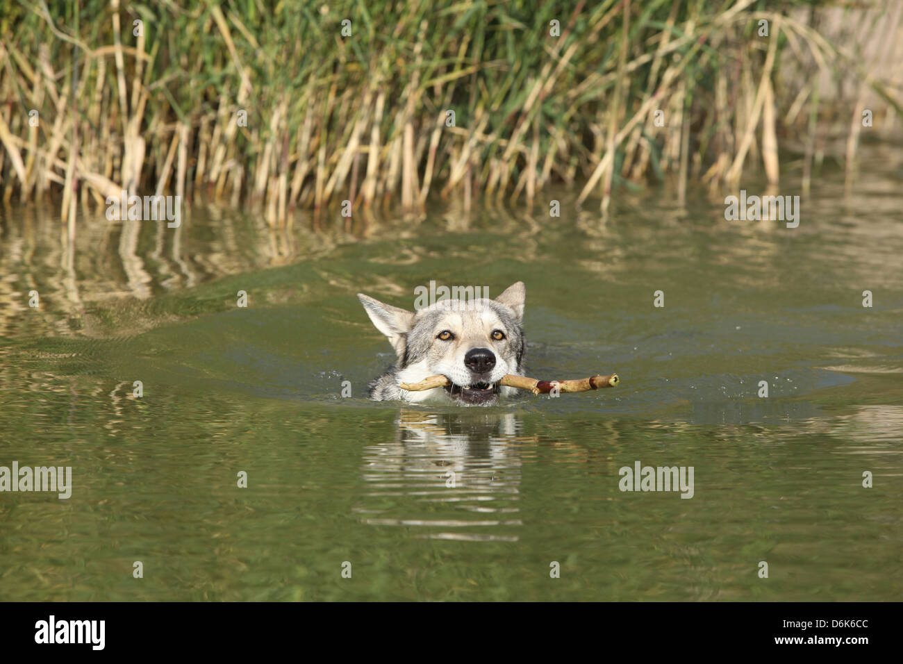 Swimming Saarloos Wolfhound with wooden stick with plenty of water grass behind Stock Photo