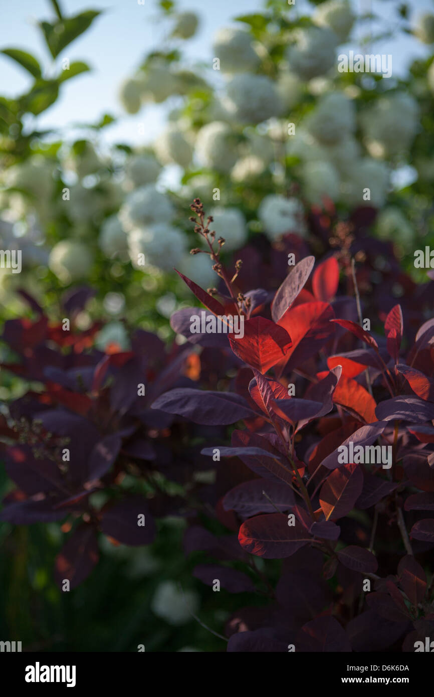 red Cotinus coggygria leafs with white flowers in the summer garden Stock Photo