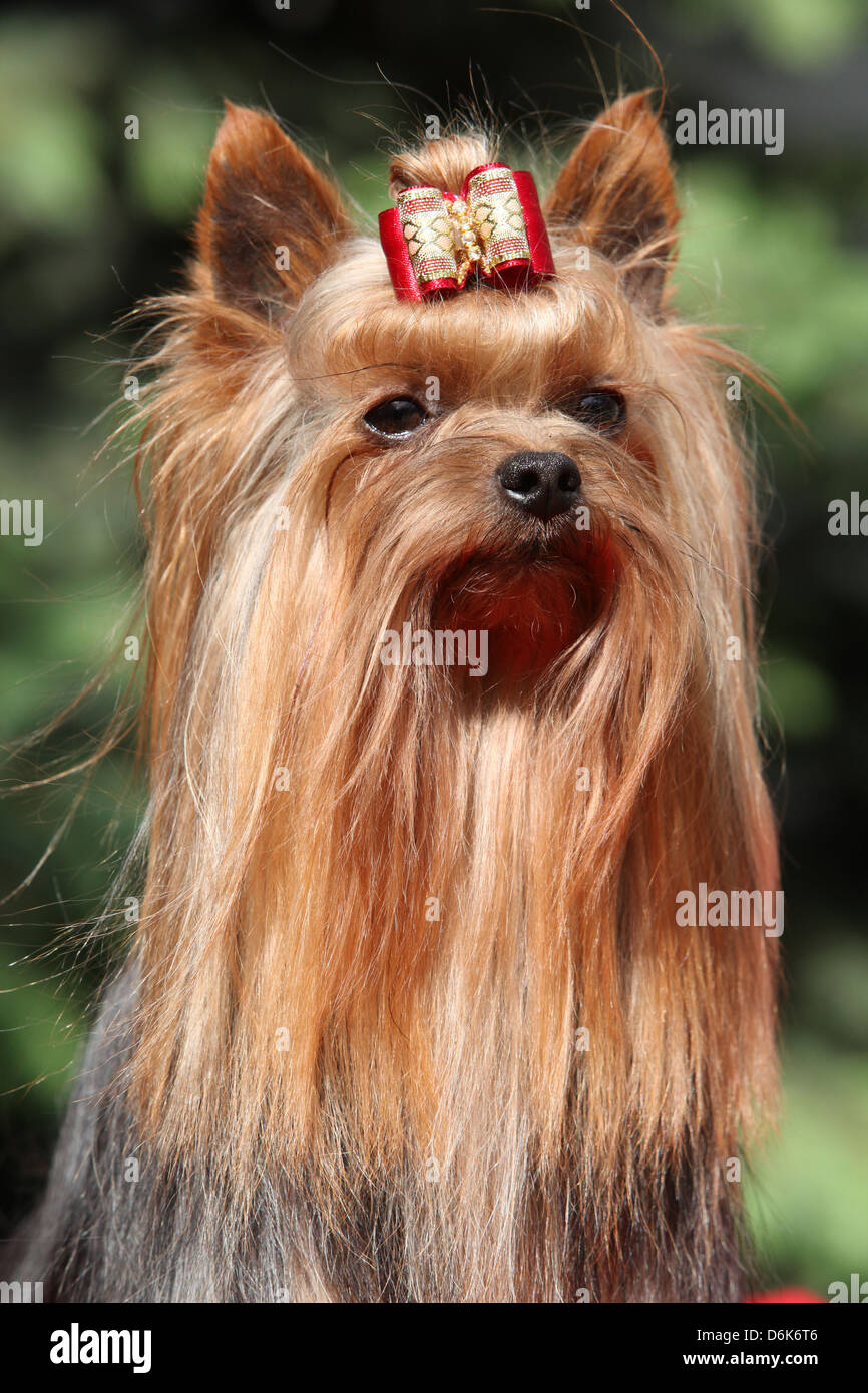 Yorkshire terrier in front of green background Stock Photo