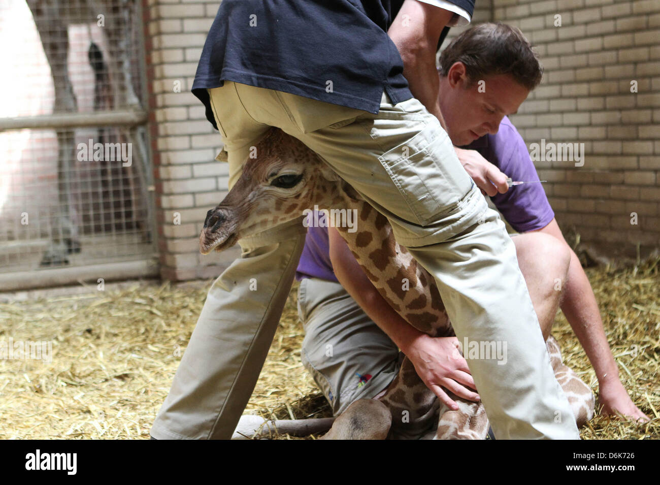 A female baby giraffe gets inoculated after being born at the Zoo in Rhenen, the Netherlands, 10 August 2012. Photo: VidiPhoto - NETHERLANDS OUT Stock Photo