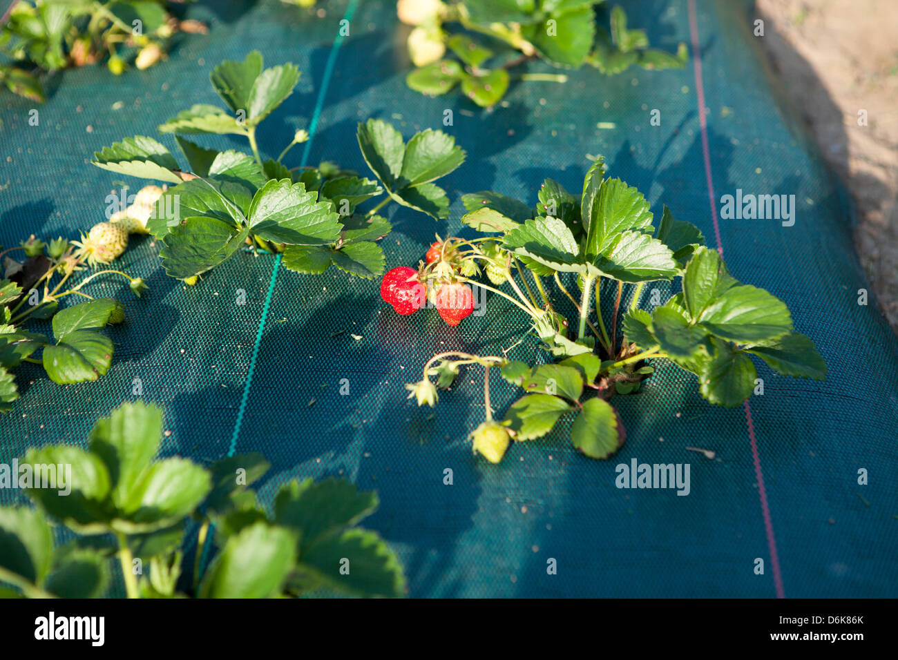 Strawberries in the garden hi-res stock photography and images - Alamy