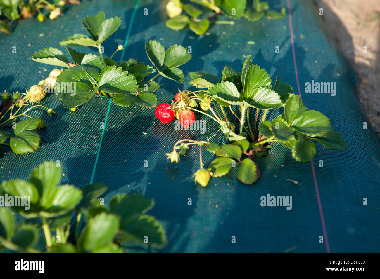 Strawberries in the kitchen garden Stock Photo - Alamy