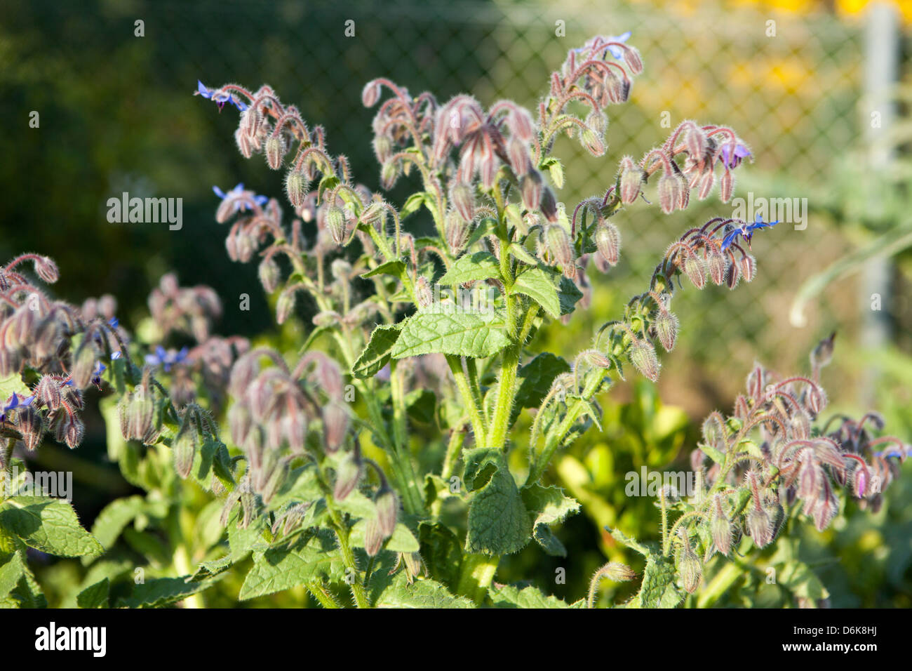 blue borage (Borago officinalis) flowers in the spring garden Stock