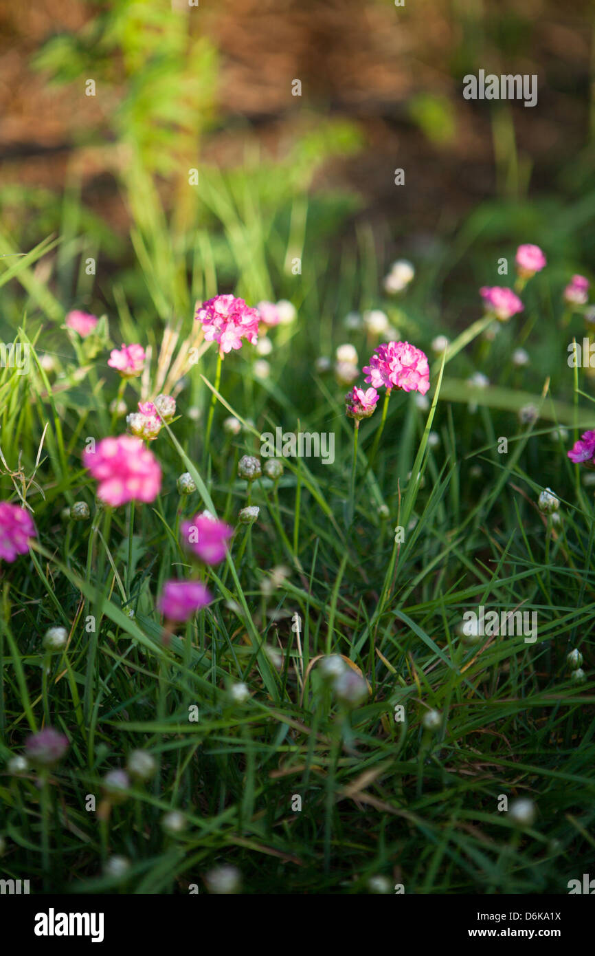 Pink armeria maritima flowers in the spring garden Stock Photo